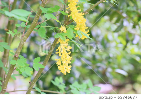 キングサリの花 65746677