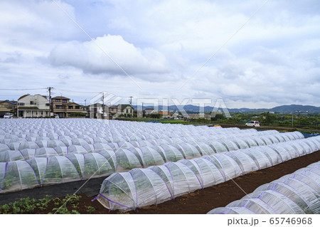 畑(初夏) 畑(初夏) 65746968