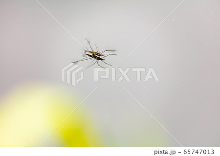 見沼自然公園のアメンボ 65747013