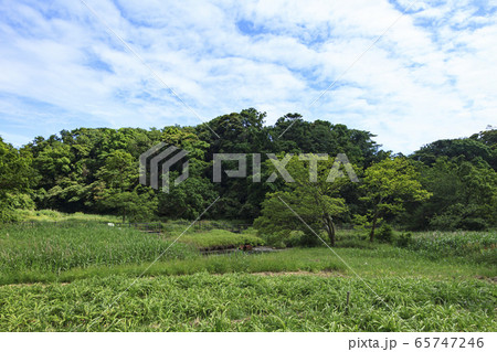 湿原（初夏） 65747246