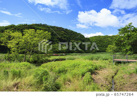 湿原（初夏） 65747264