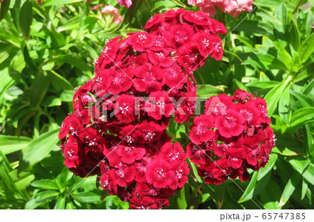 美女なでしこ 美女なでしこ 65747385