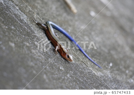 イシガキトカゲ 65747433