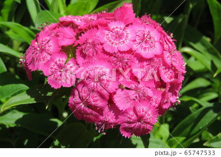 美女なでしこ 65747533