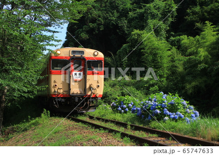 久我原の紫陽花といすみ鉄道 65747633