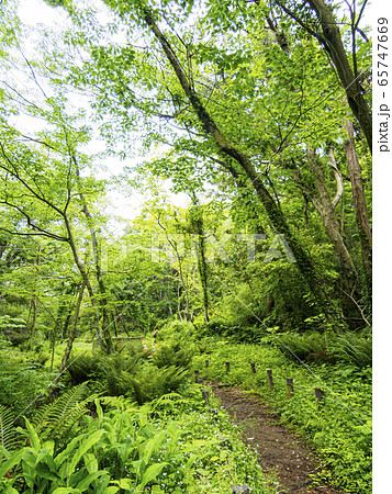 湿原(初夏) 湿原(初夏) 65747669