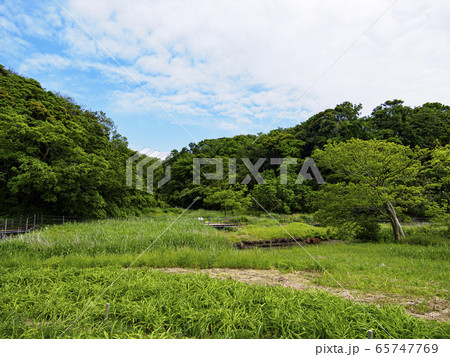 湿原（初夏） 65747769