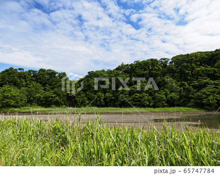 湿原（初夏） 65747784