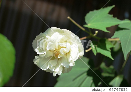 秋に咲く スイフヨウ（酔芙蓉） 65747832