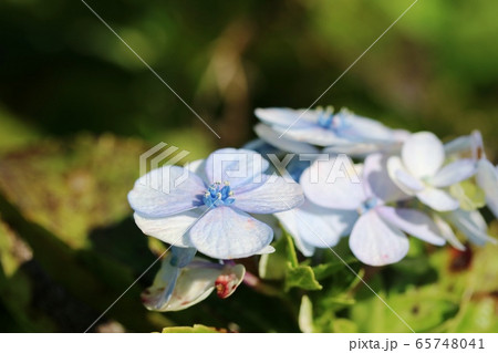 秋に咲くヤマアジサイ 山紫陽花 の写真素材