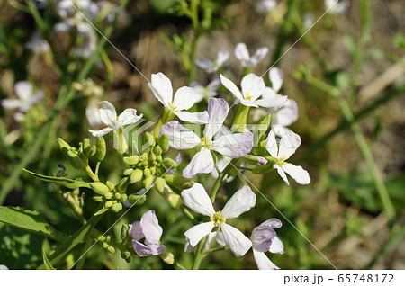 大根の花 大根の花 65748172