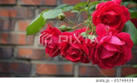 敵 花 外 65748434