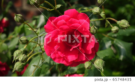 敵 バラの花 赤色 65748435