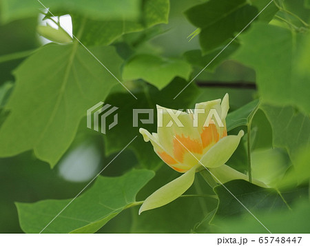 かわいいユリノキの花 かわいいユリノキの花 65748447