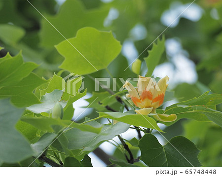 かわいいユリノキの花の写真素材