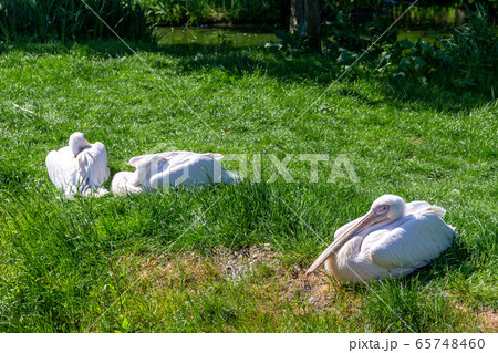 Eastern White Pelicans, Pelecanus onocrotalus 65748460