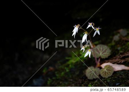 ユキノシタの花 65748589