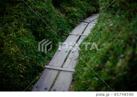 屋久島の木道 65748590