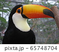 オオハシ① 65748704