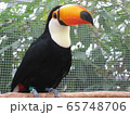 オオハシ② 65748706