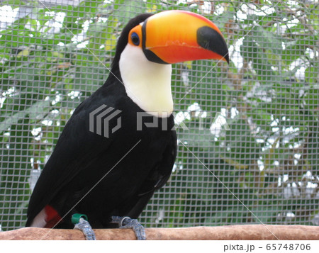 オオハシ② 65748706