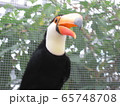 オオハシ③ 65748708