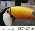 オオハシ④ 65748710
