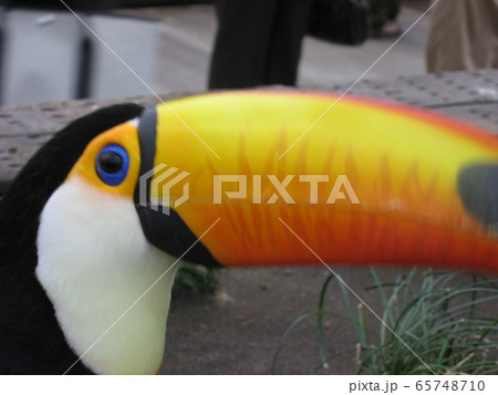 オオハシ④ 65748710