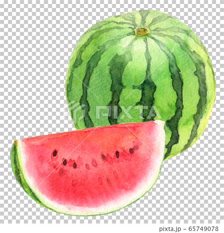 Watercolor watermelon _ 1 and half a month 2 65749078