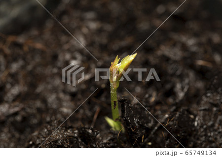 藤の花 発芽 藤の花 発芽 65749134
