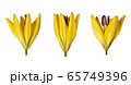 Yellow lily flowers on a white background. Three half-opened buds with dew drops. Side view. Vibrant golden yellow lily. Lily Bundle 65749396
