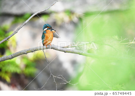 カワセミ5610 65749445