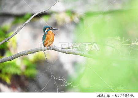 カワセミ5612 65749446