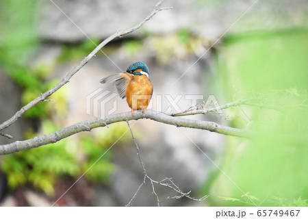 カワセミ5658 65749467