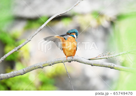 カワセミ5662- 65749470