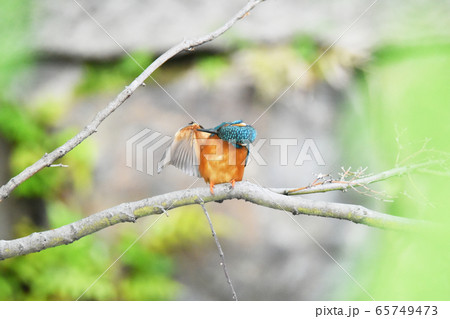 カワセミ5669 65749473