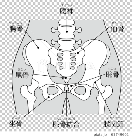 骨盤周辺のイラスト(文字あり) 骨盤周辺のイラスト(文字あり) 65749601