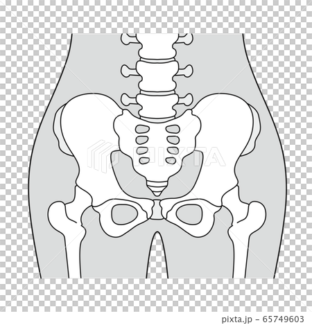 骨盤周辺のイラスト 文字なし のイラスト素材