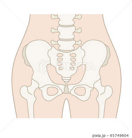 骨盤周辺のイラスト 文字なし のイラスト素材