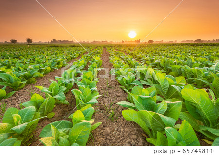 The Holy Heart Land - Talayluang in Sukhothai,Thailand. The Holy Heart Land - Talayluang in Sukhothai,Thailand. 65749811