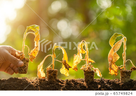 The Holy Heart Land - Talayluang in Sukhothai,Thailand. The Holy Heart Land - Talayluang in Sukhothai,Thailand. 65749824