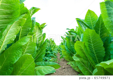 The Holy Heart Land - Talayluang in Sukhothai,Thailand. The Holy Heart Land - Talayluang in Sukhothai,Thailand. 65749971