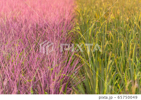 The Holy Heart Land - Talayluang in Sukhothai,Thailand. The Holy Heart Land - Talayluang in Sukhothai,Thailand. 65750049