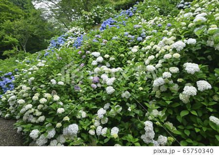 京都 福知山市 観音寺の満開のあじさい 紫陽花の写真素材