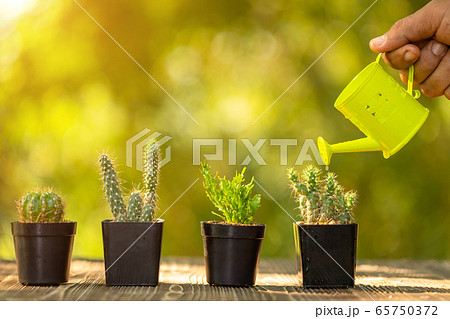 Hand watering to set of mini cactus in black 65750372