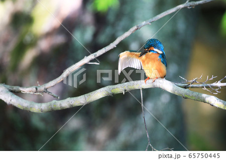 カワセミ1706 65750445