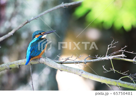カワセミ1853- 65750481