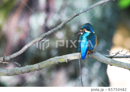 カワセミ1857- 65750482