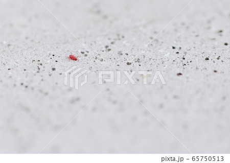 カベアナタカラダニ 蜘蛛 (昆虫 虫 生き物 赤 微生物 コンクリート コピースペース) 65750513