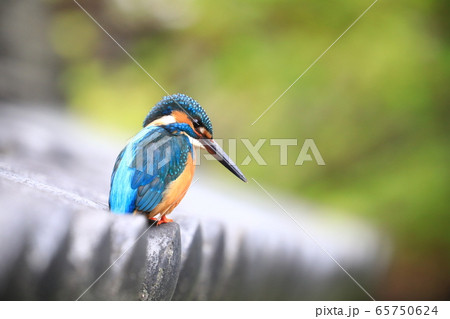 カワセミ575 カワセミ575 65750624
